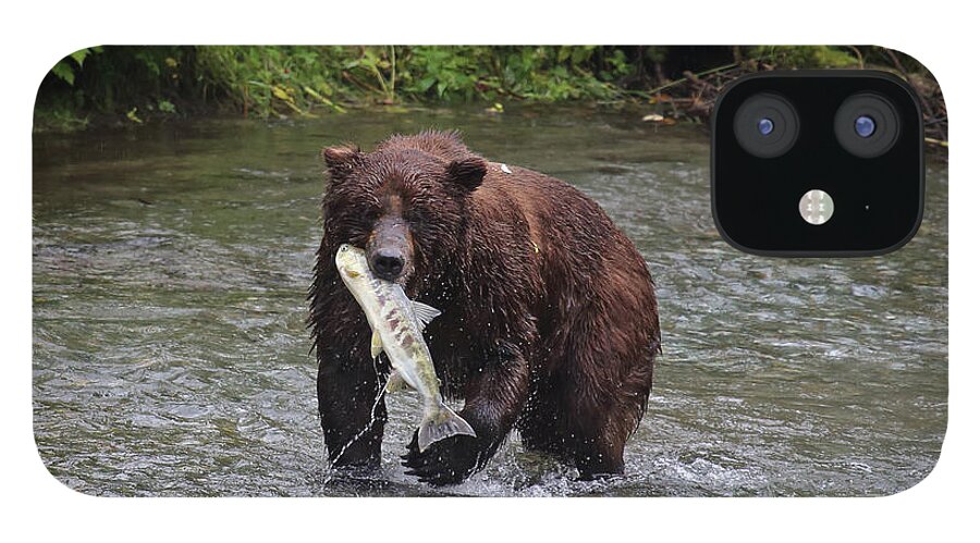 Grizzly iPhone 12 Case featuring the photograph Salmon for Lunch by Jean Clark
