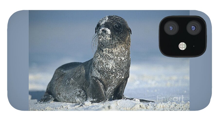 Sea Lion iPhone 12 Case featuring the photograph Sandy Sea Lion by Chris Scroggins