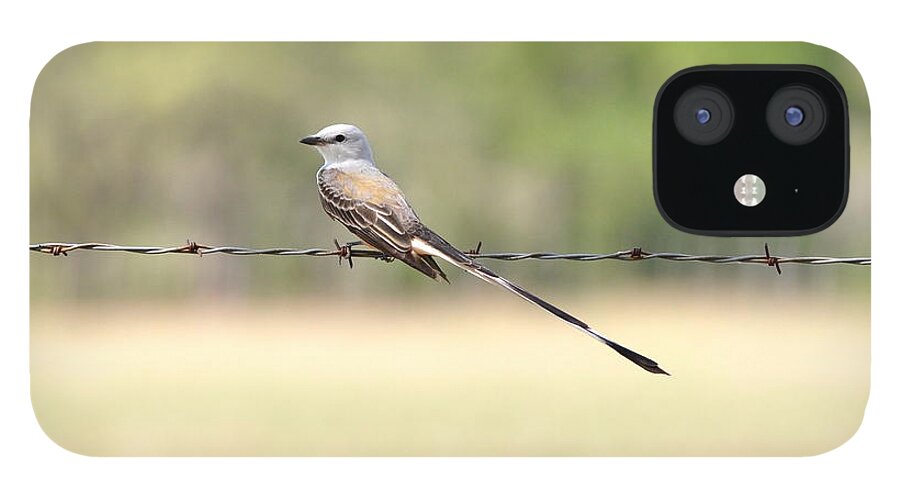 Flycatcher iPhone 12 Case featuring the photograph Scissor-tailed Flycatcher by Frank Madia