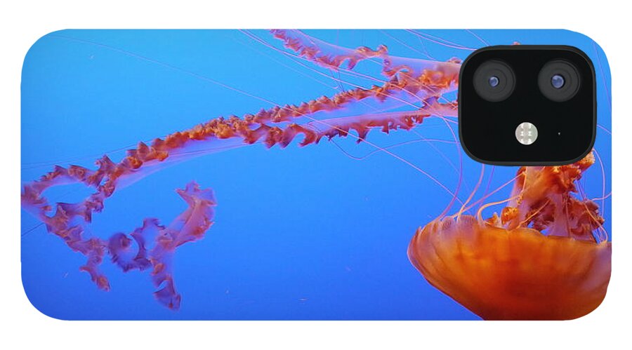 Sea Nettles iPhone 12 Case featuring the photograph Sea Nettle Jellyfish by Amelia Racca