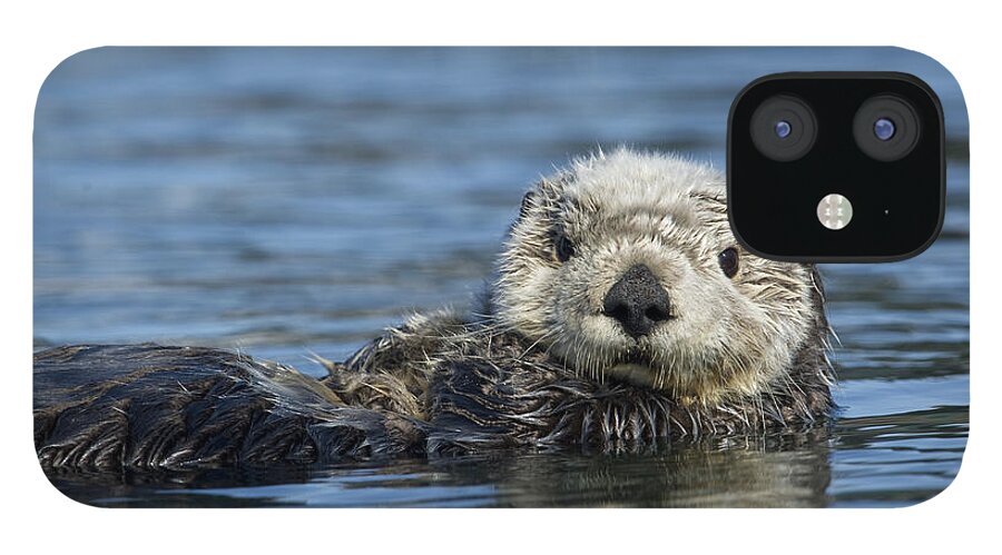 Michael Quinton iPhone 12 Case featuring the photograph Sea Otter Alaska by Michael Quinton