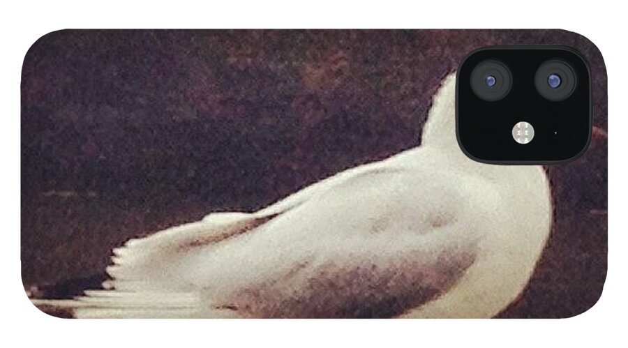 Igersdublin iPhone 12 Case featuring the photograph Seagull On The Boardwalk. #igersdublin by David Lynch