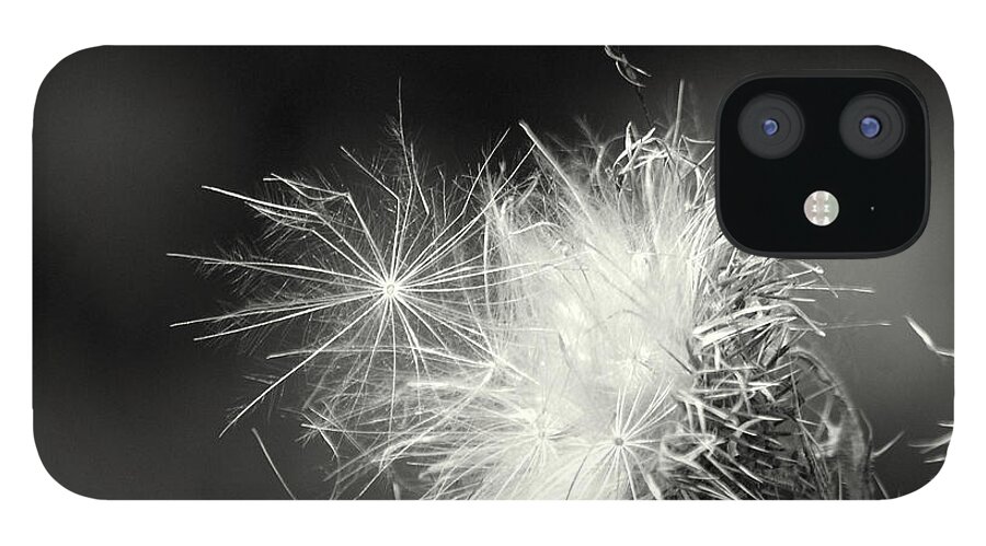 Nature iPhone 12 Case featuring the photograph Seeds From The Thistle by Jolly Van der Velden
