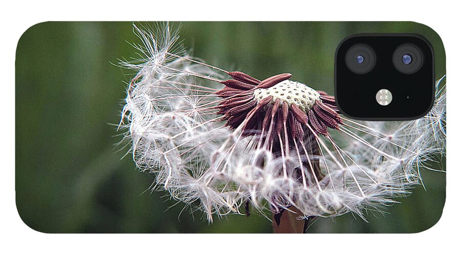 Dandelion iPhone 12 Case featuring the photograph Seeds and Stems by Suzy Piatt