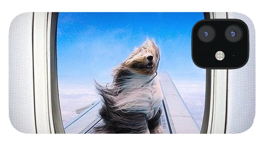 Icamdaily iPhone 12 Case featuring the photograph Sit... Stay!

if You Haven't Already by Cameron Bentley