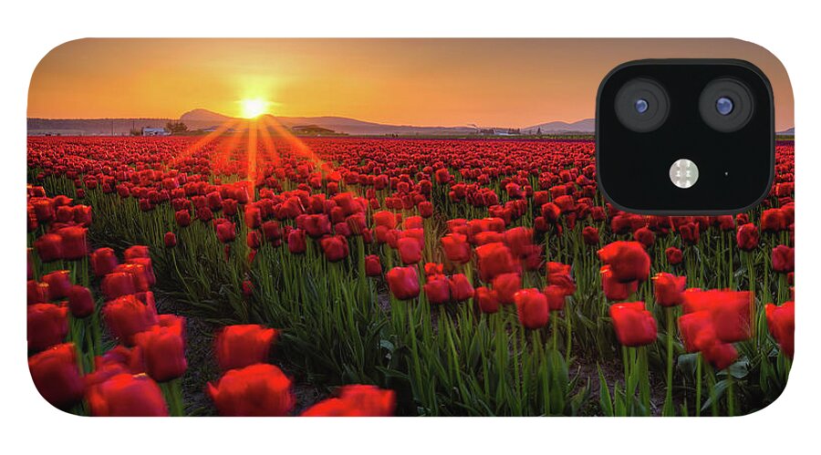 Outdoors iPhone 12 Case featuring the photograph Skagit Valley Tulip Fields by Alexis Birkill
