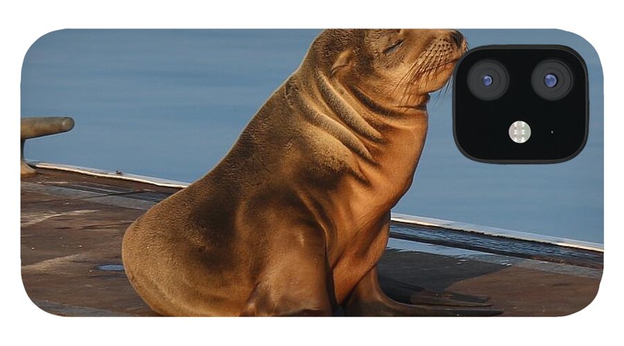 Wild iPhone 12 Case featuring the photograph Sleeping Wild Sea Lion Pup by Christy Pooschke