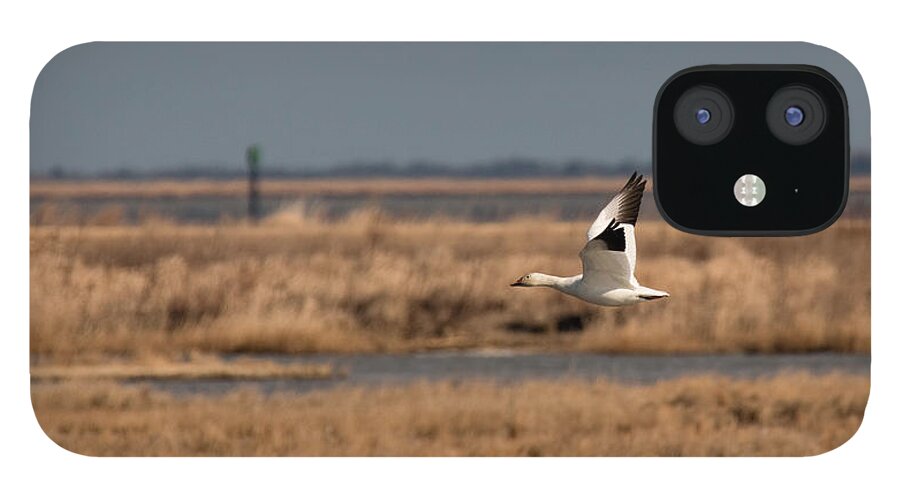 Goose iPhone 12 Case featuring the photograph Snow Goose Over The Marsh by Kristia Adams