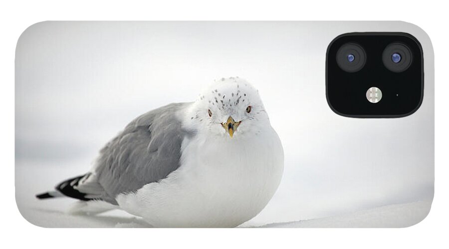 Winter iPhone 12 Case featuring the photograph Snow Gull by Karol Livote