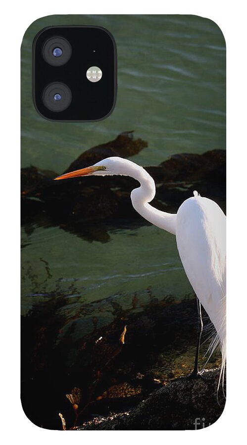 Snowy Egret iPhone 12 Case featuring the photograph Great Egret Monterey Bay California by Pat Hathaway by Monterey County Historical Society