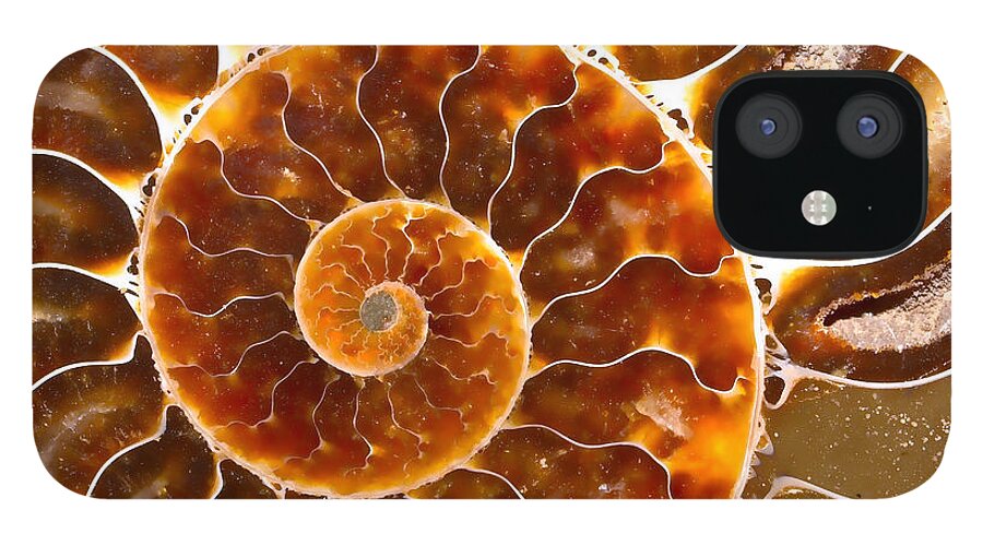 Ammonite iPhone 12 Case featuring the photograph Spiral Center Of An Ammonite Fossil by Mimi Ditchie