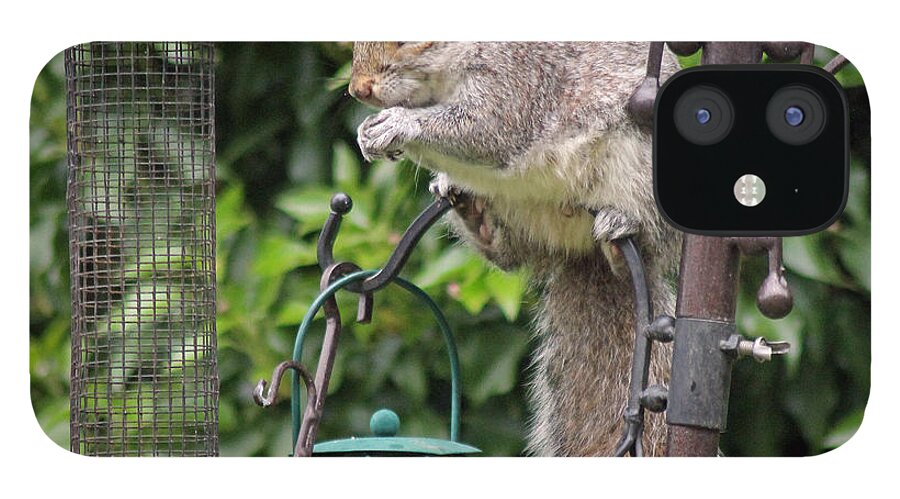 Grey Squirrel iPhone 12 Case featuring the photograph Squirrel eating nuts by Tony Murtagh