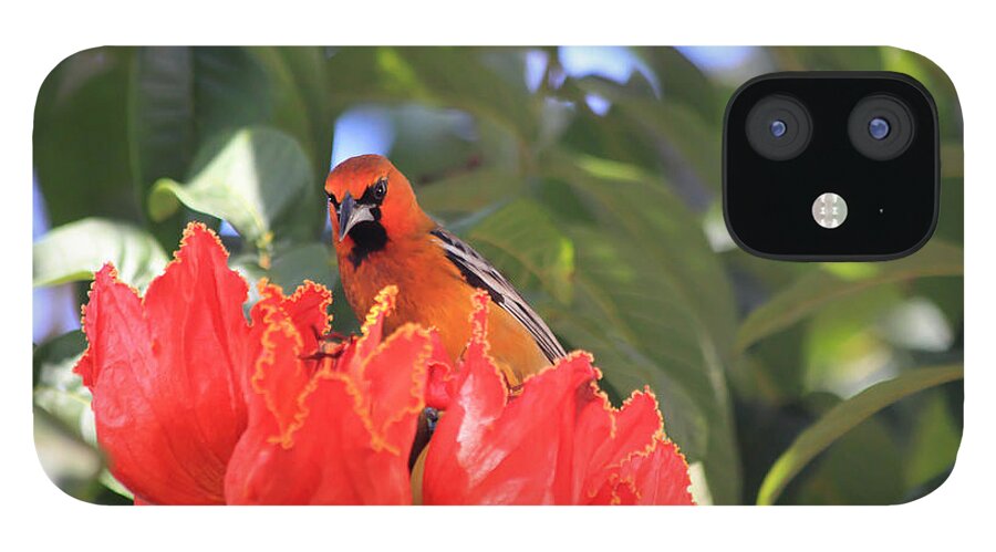 Streak-backed Oriole iPhone 12 Case featuring the photograph Streak-Backed Oriole by Shane Bechler