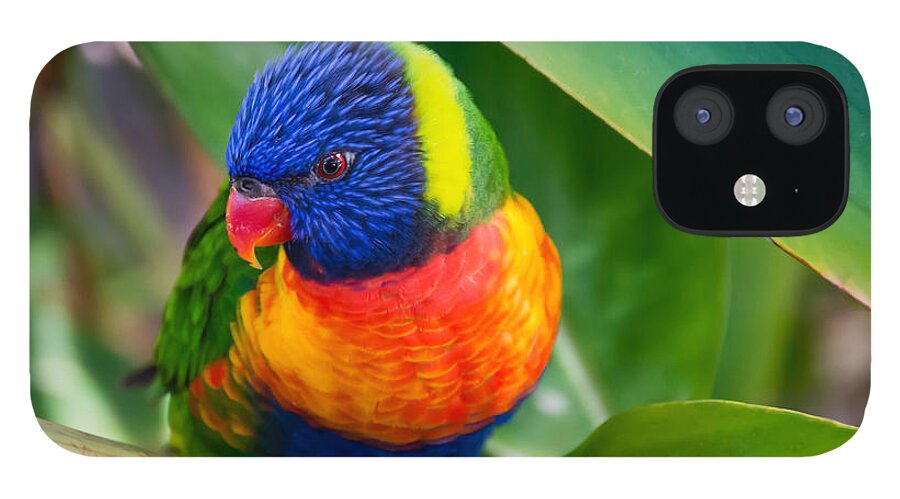 Adorable iPhone 12 Case featuring the photograph Striking Rainbow Lorakeet by Penny Lisowski