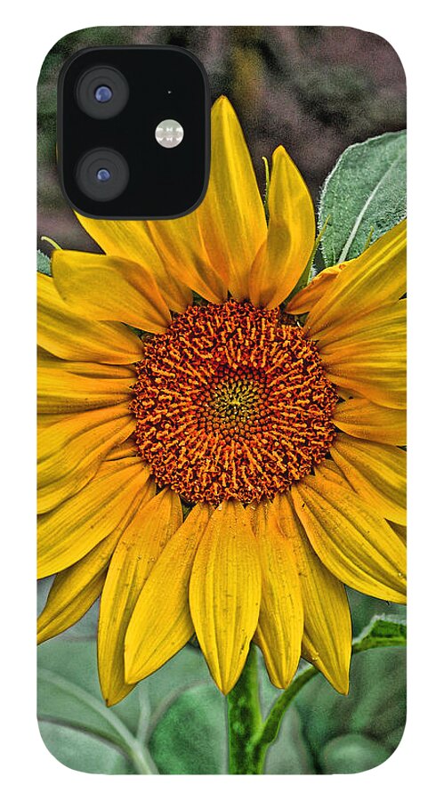 Sun Flower iPhone 12 Case featuring the photograph Sun Flower by David Armstrong