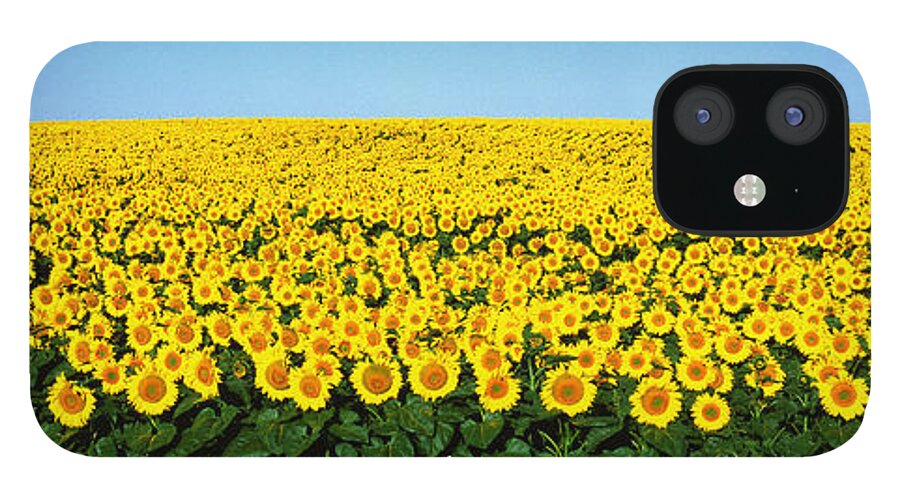 Photography iPhone 12 Case featuring the photograph Sunflower Field, North Dakota, Usa by Panoramic Images