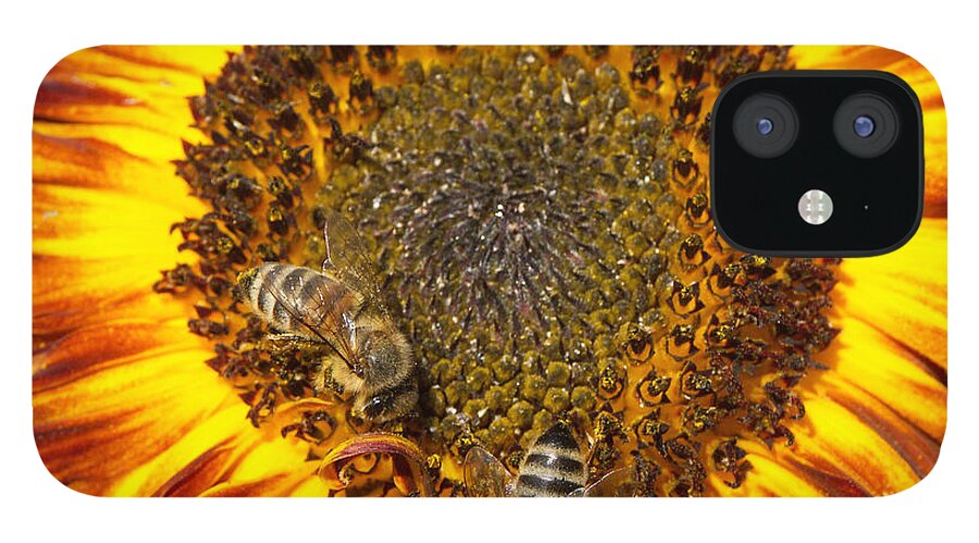 Sunflower iPhone 12 Case featuring the photograph Sunflower with bees by Matthias Hauser