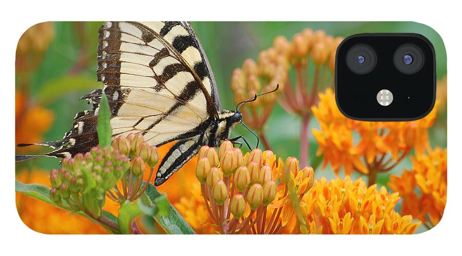 Photograph iPhone 12 Case featuring the photograph Swallowtail by Larah McElroy