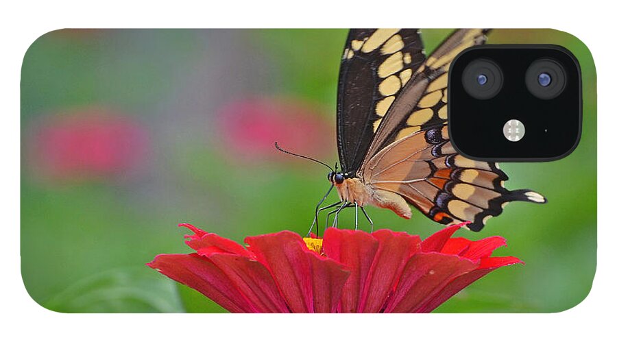 Swallowtail iPhone 12 Case featuring the photograph Swallowtail on a Zinnia by Rodney Campbell