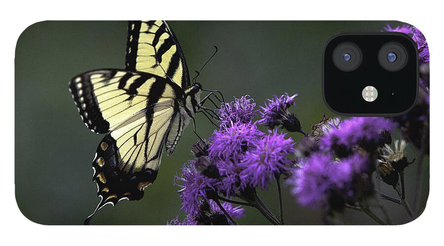 Blue Ridge Moumtains iPhone 12 Case featuring the photograph Swallowtail on Purple by Donald Brown