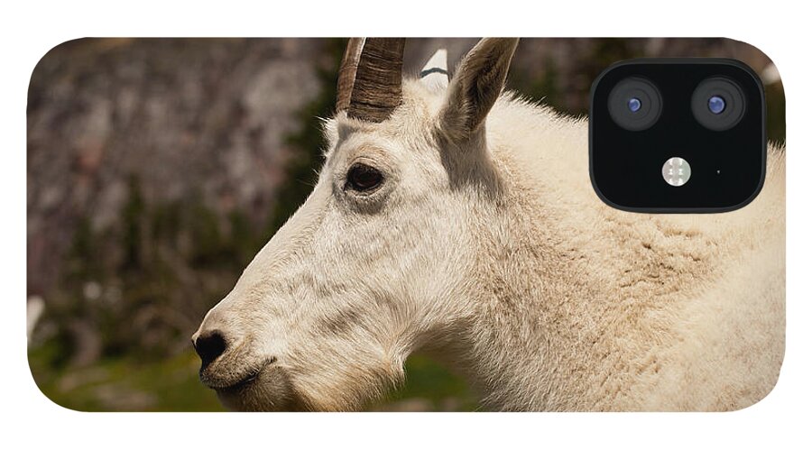 Mountain Goat iPhone 12 Case featuring the photograph Take My Photo Please by Bruce Gourley