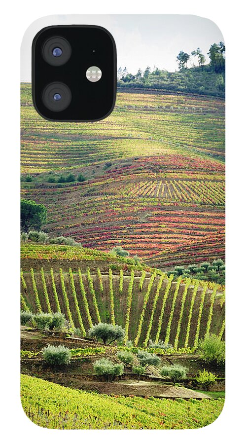 Scenics iPhone 12 Case featuring the photograph Terraced Field Vineyard In Its Autumn by Ogphoto