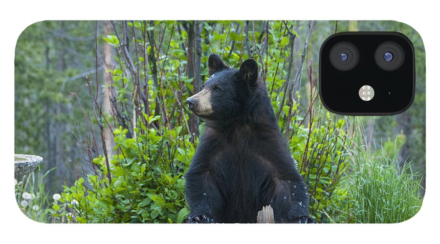 Black Bear iPhone 12 Case featuring the photograph The Cub that Came for Lunch 3 by Matt Swinden