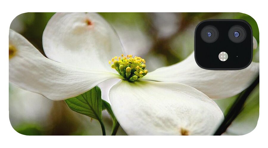 Dogwood iPhone 12 Case featuring the photograph The Dogwood by Norma Brock