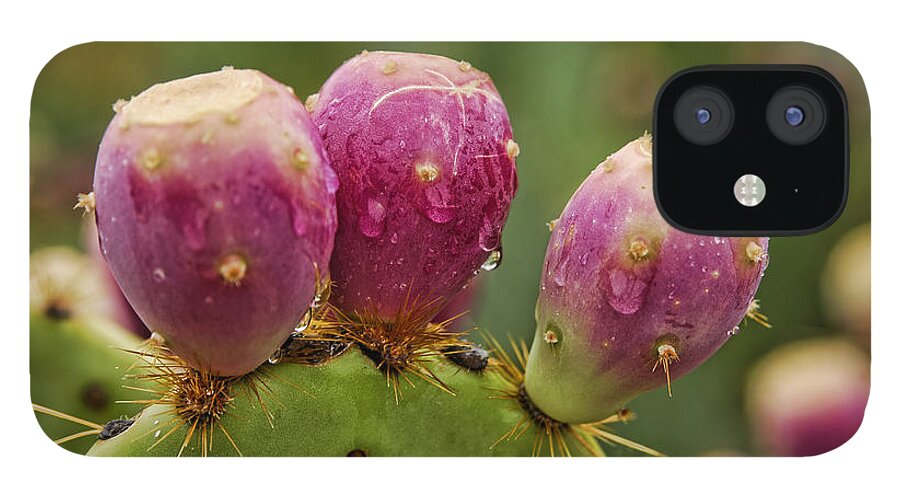 Prickly Pear Cactus iPhone 12 Case featuring the photograph The Prickly Pear by Saija Lehtonen