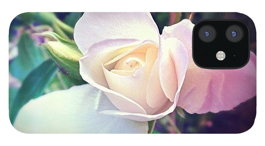 Rosebud iPhone 12 Case featuring the photograph The Promise by Anna Porter