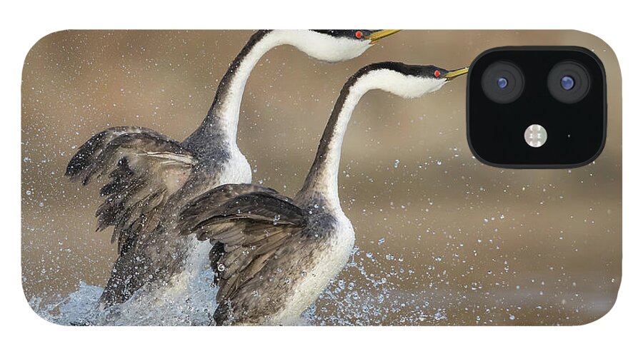 Animals Mating iPhone 12 Case featuring the photograph The Rushing by Mallardg500