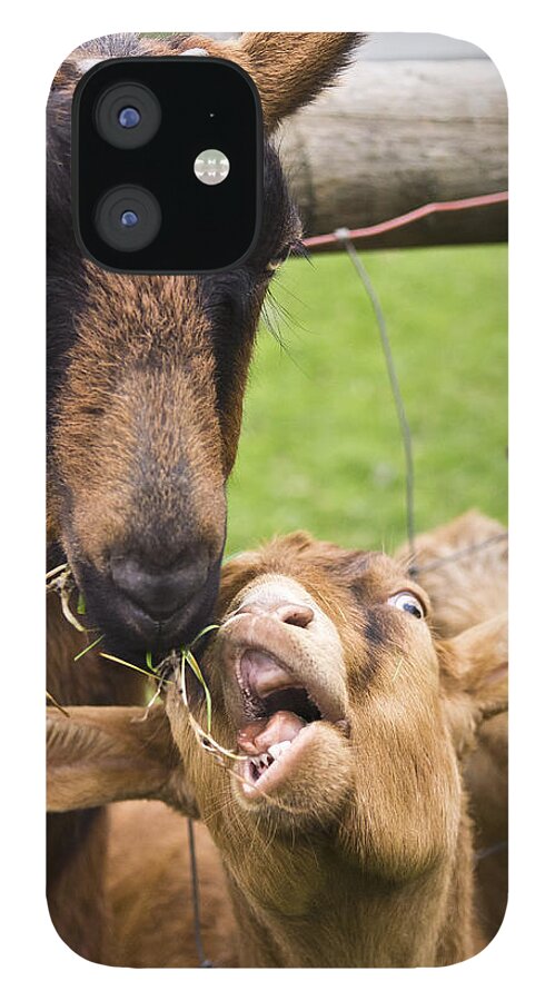 Goat iPhone 12 Case featuring the photograph The Theft by Priya Ghose