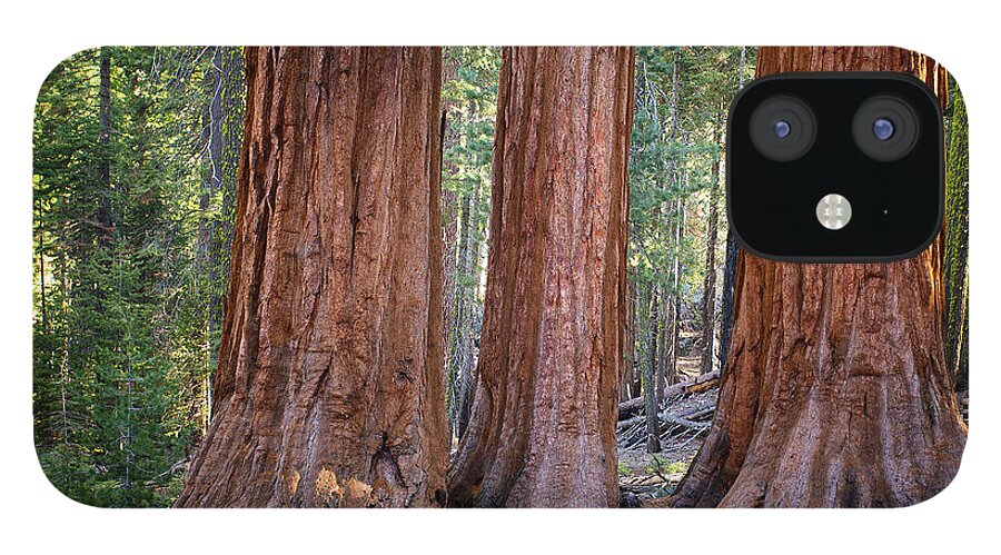 Yosemite iPhone 12 Case featuring the photograph Three Graces Yosemite by Jane Rix
