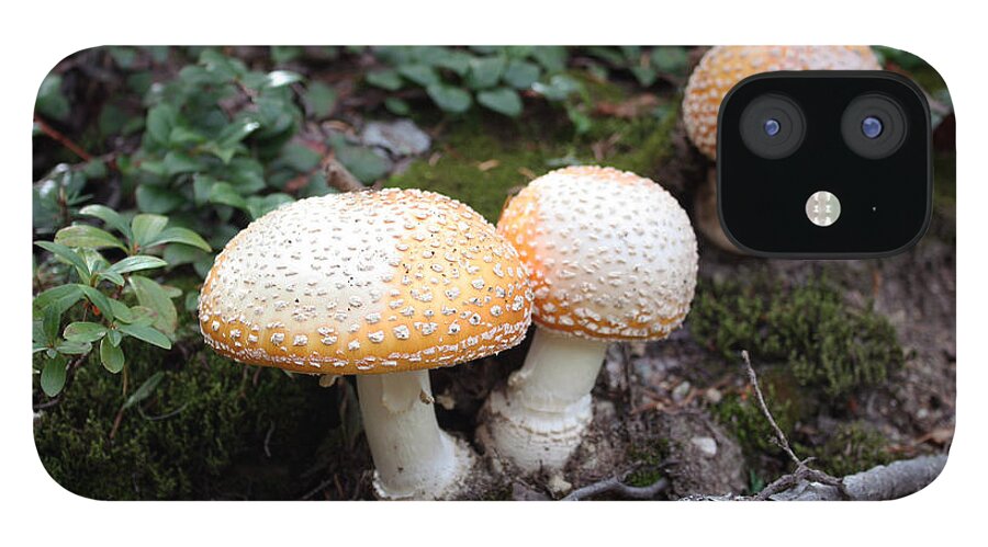 Amanita Muscaria iPhone 12 Case featuring the photograph Three Mushrooms by Gerry Bates