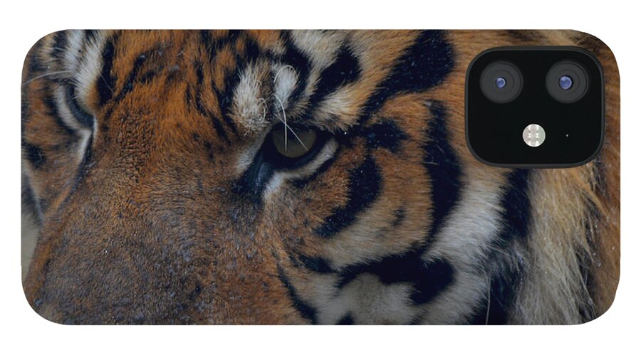 Attentive iPhone 12 Case featuring the photograph Tiger Face by Maggy Marsh