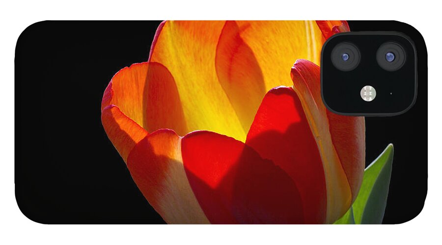 Tulip iPhone 12 Case featuring the photograph Tippy by Doug Norkum