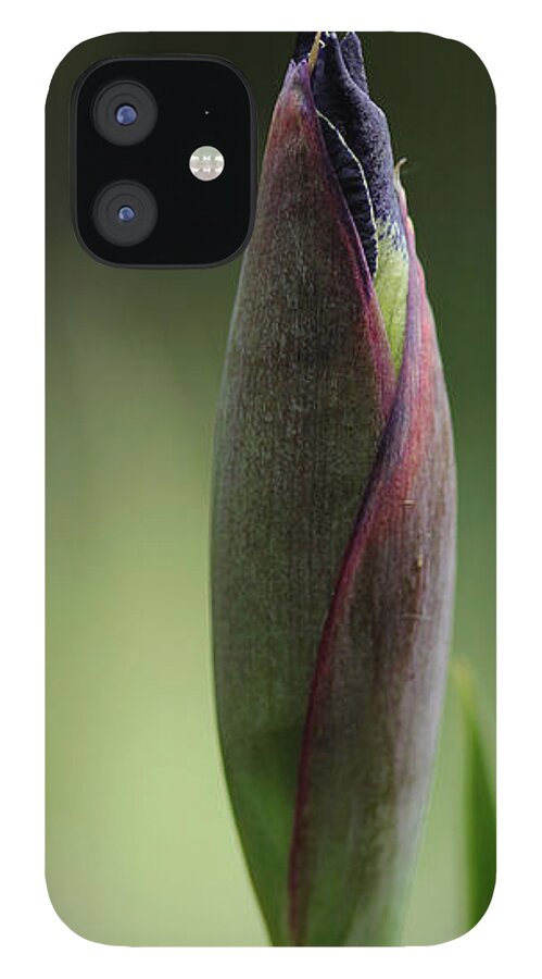 Iris iPhone 12 Case featuring the photograph Today A Bud - Purple Iris by Debbie Oppermann