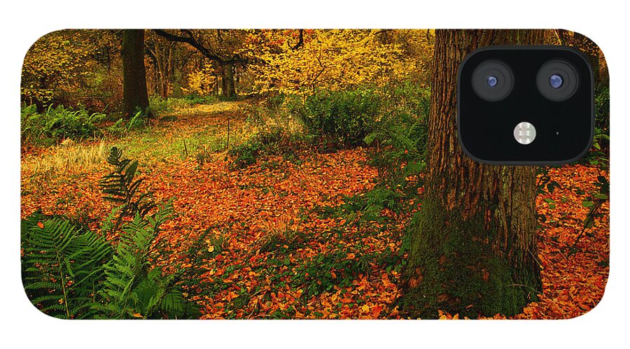 Wood iPhone 12 Case featuring the photograph Trees in Autumn Woodland by Martyn Arnold