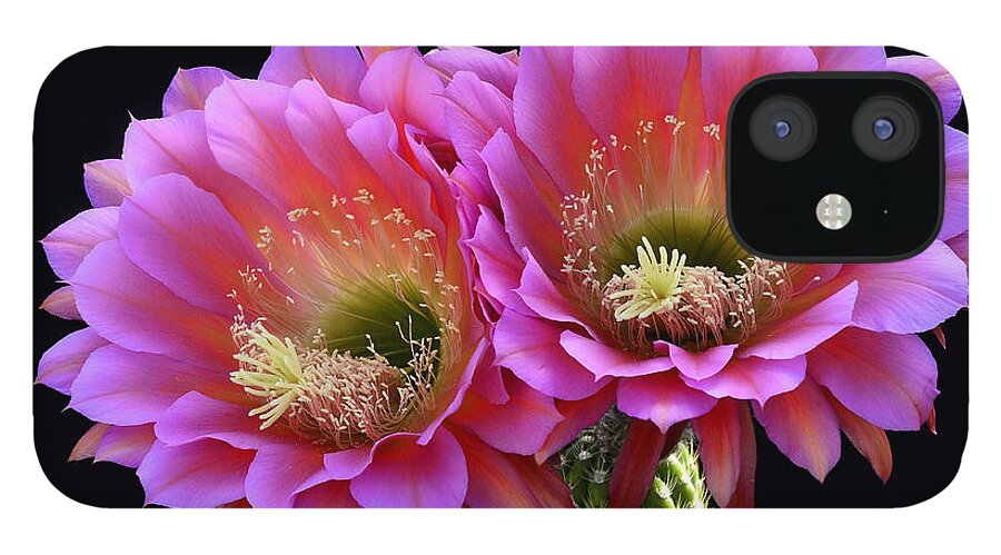 Echinopsis Hybrid iPhone 12 Case featuring the photograph Trichocereus Hybrid - The Flying Saucer by Saija Lehtonen