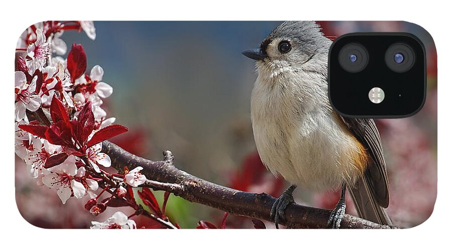 Spring iPhone 12 Case featuring the photograph Tufted Titmouse On Ornamental Plum Blossoms by Lara Ellis