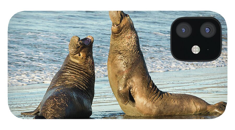 Water's Edge iPhone 12 Case featuring the photograph Two Elephant Seal Bulls Fighting On The by Alice Cahill