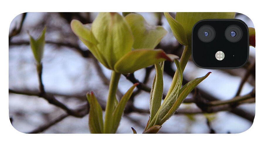Dogwood iPhone 12 Case featuring the photograph Two of a kind by Andrea Anderegg