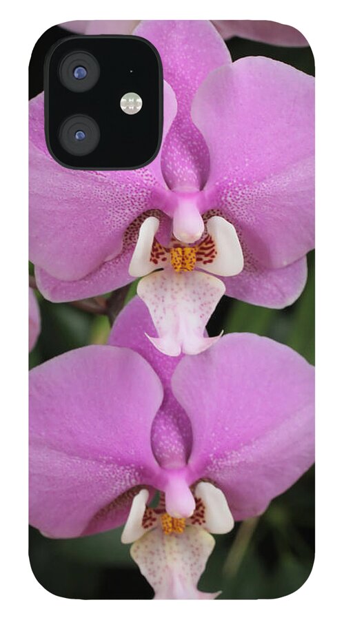 Orchids iPhone 12 Case featuring the photograph Two Pink Moth Orchids by Harold Rau