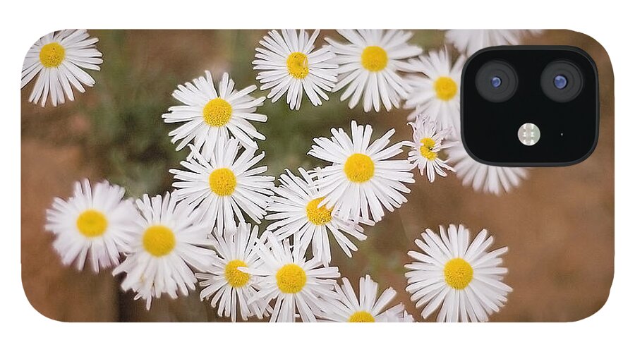 Horizontal iPhone 12 Case featuring the photograph Unidentified Daisy by Richard J Thompson 