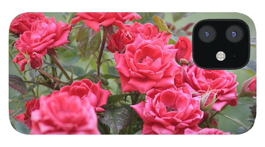 Roses iPhone 12 Case featuring the photograph Victorian Rose Garden by Carol Groenen