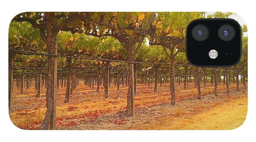 Grapevines iPhone 12 Case featuring the photograph Vines Aligned by CML Brown