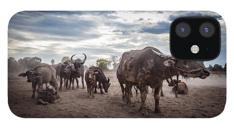 Dust iPhone 12 Case featuring the photograph Water Buffalos by Www.sergiodiaz.net