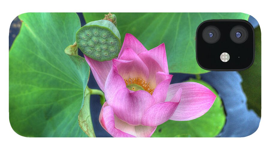 Flower iPhone 12 Case featuring the photograph Water Flower by Jim Shackett