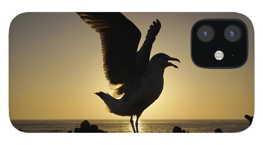 Feb0514 iPhone 12 Case featuring the photograph Western Gull Stretching At Sunset by Hiroya Minakuchi