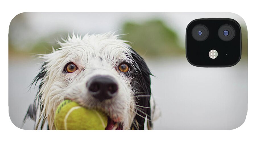 Pets iPhone 12 Case featuring the photograph Wet Border Collie With Tennis Ball by Anda Stavri Photography